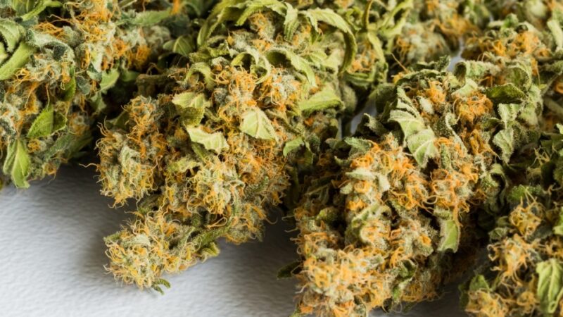 Giżyccy stróże prawa odkryli uprawę marihuany ukrytą w przyczepie do kempingu
