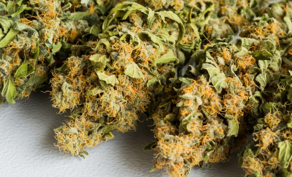 Giżyccy stróże prawa odkryli uprawę marihuany ukrytą w przyczepie do kempingu