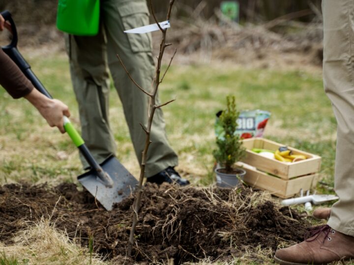 Szósta edycja narodowej akcji sadzenia drzew #sadziMY zaplanowana na 12 kwietnia